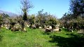 DSC03574 - Copy